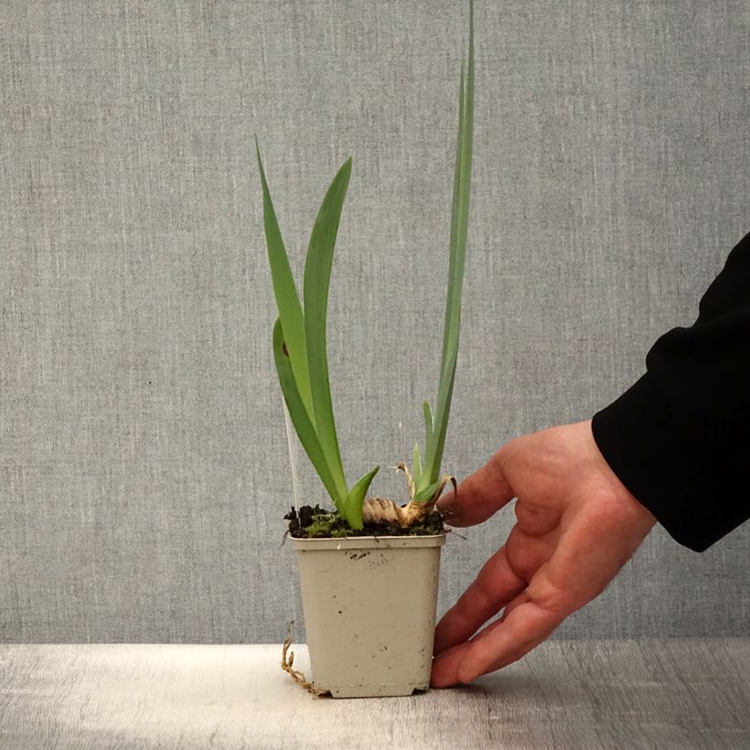 Example of Iris En Ebullition - Schwertlilie Kleine Töpfe von 8/9 cm as you get in printemps