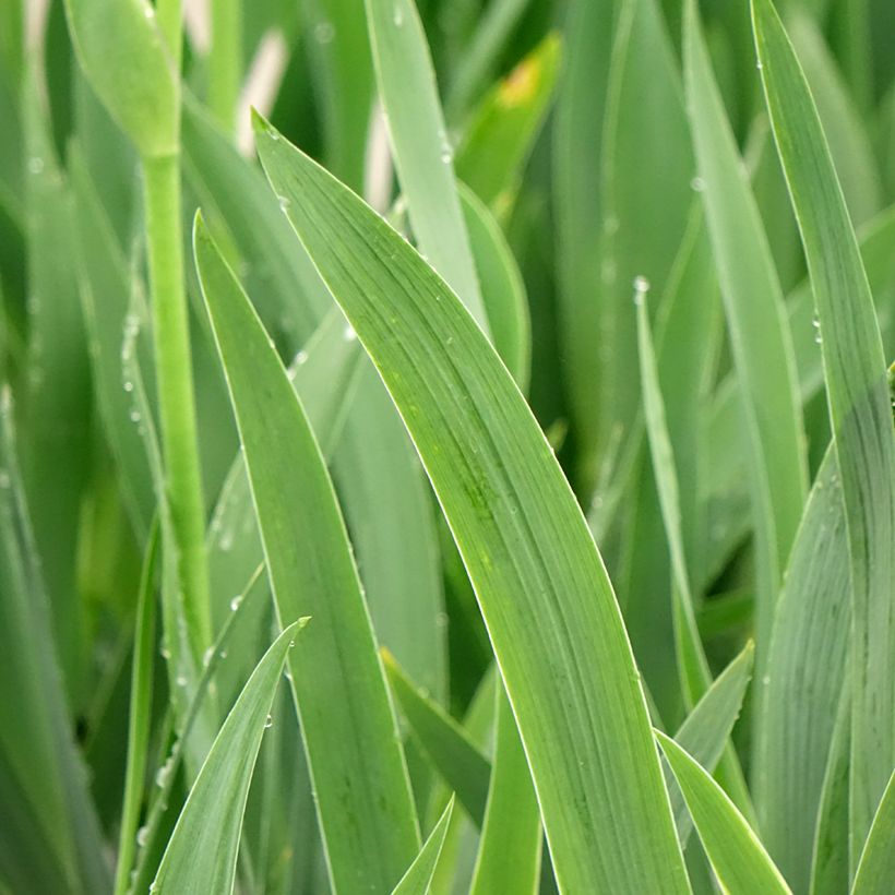 Iris En Ebullition - Schwertlilie (Foliage)