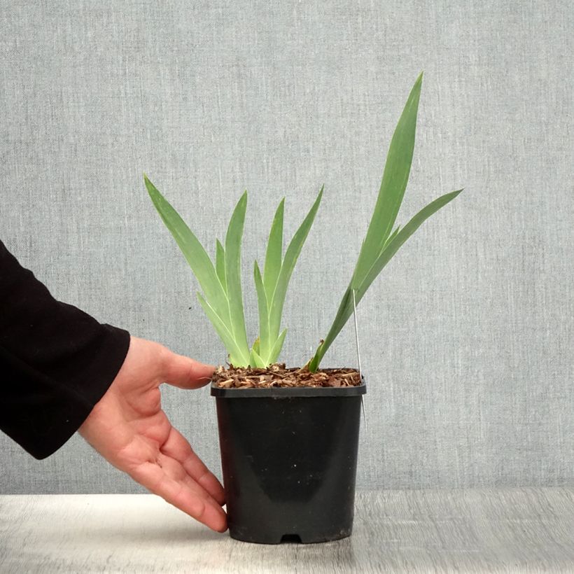 Example of Iris English cottage - Schwertlilie Topf mit 1,5L/2L as you get in printemps