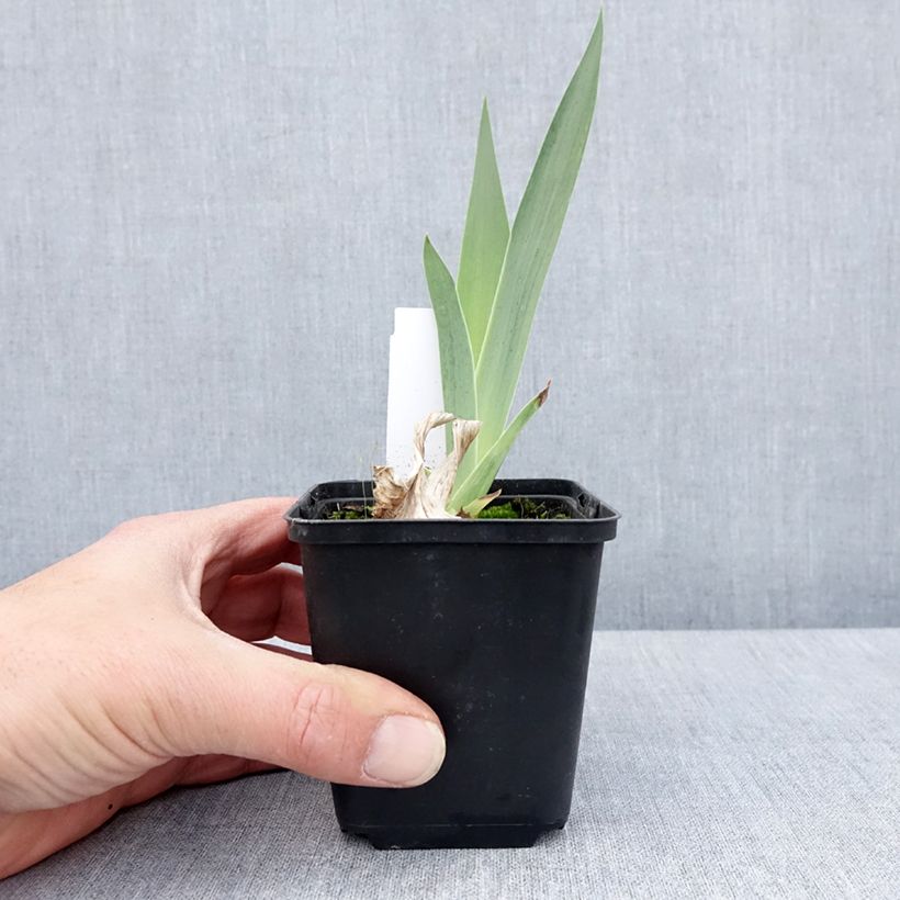 Example of Iris English cottage - Schwertlilie Kleine Töpfe von 8/9 cm as you get in printemps