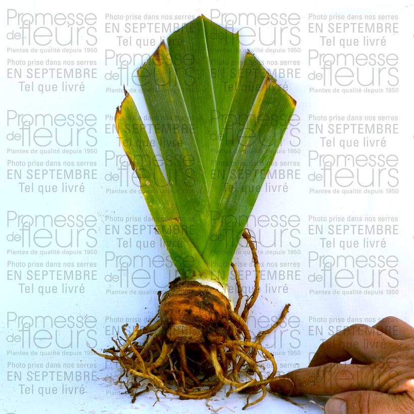 Beispiel eines Exemplars von Iris Fall Fiesta - Schwertlilie Kleine Töpfe von 8/9 cm wie geliefert