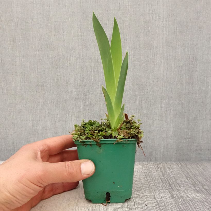 Example of Iris Flaming Dragon - Schwertlilie Kleine Töpfe von 8/9 cm as you get in printemps