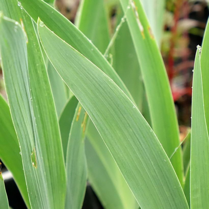 Iris Flaming Dragon - Schwertlilie (Foliage)