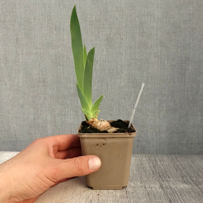 Example of Iris Frison-Roche - Schwertlilie Kleine Töpfe von 8/9 cm as you get in printemps