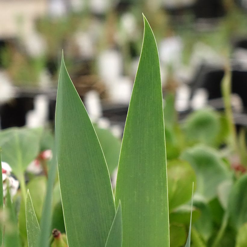 Iris Frison-Roche - Schwertlilie (Foliage)