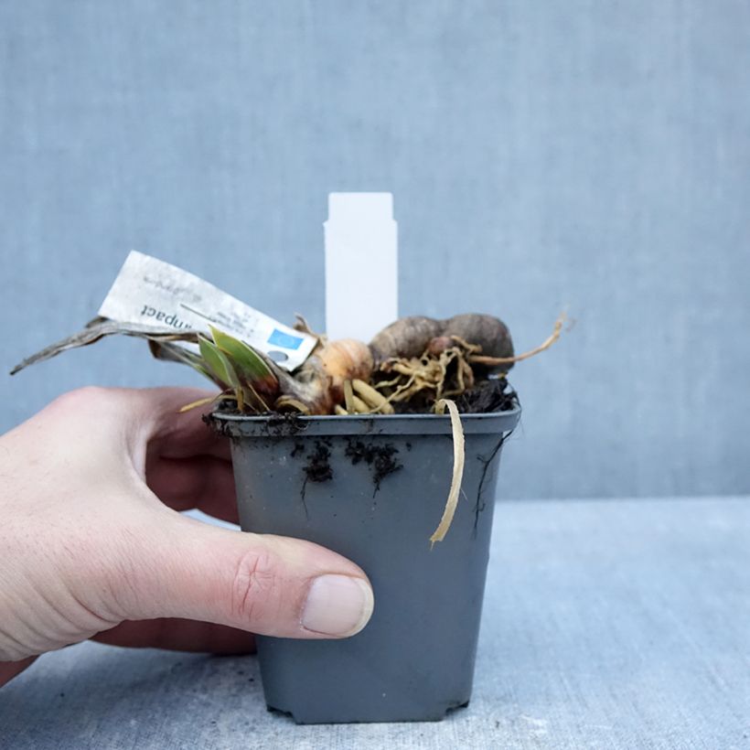 Example of Iris Full Impact - Schwertlilie Kleine Töpfe von 8/9 cm as you get in hiver