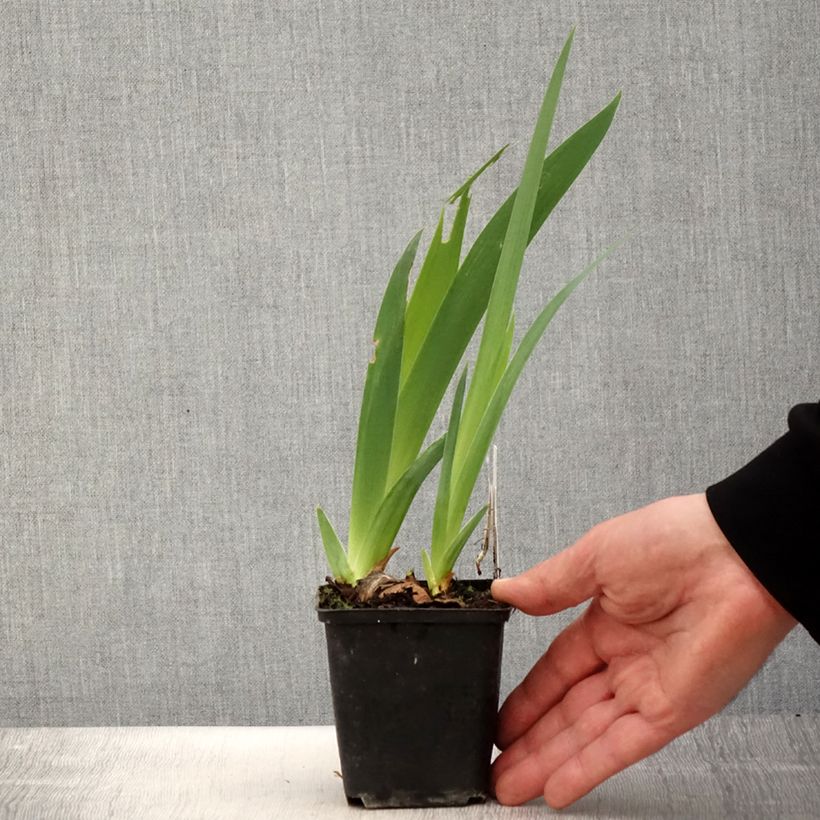 Example of Iris Gérard Brière - Schwertlilie Kleine Töpfe von 8/9 cm as you get in printemps