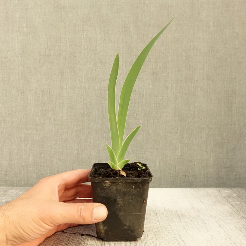Exemplar von Iris germanica Golden Immortal - Iris des Jardins Godet de 8/9 cm wie im Herbst geliefert