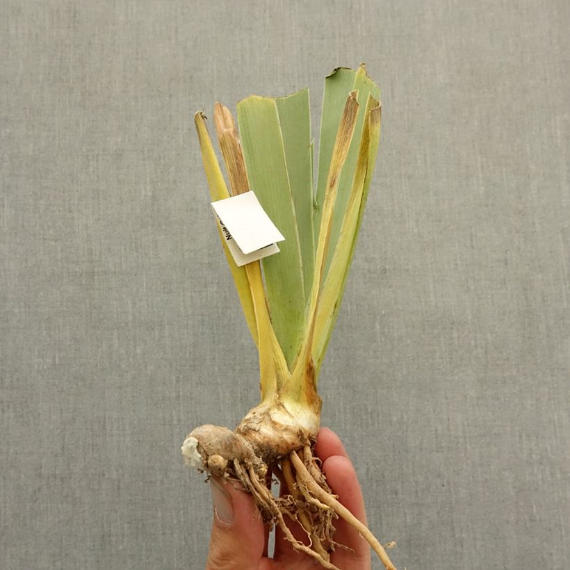 Exemplar von Iris Good Show - Schwertlilie Rhizom wie im Winter geliefert