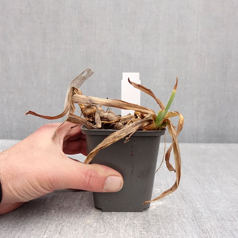 Example of Iris Gracchus - Schwertlilie Kleine Töpfe von 8/9 cm as you get in hiver