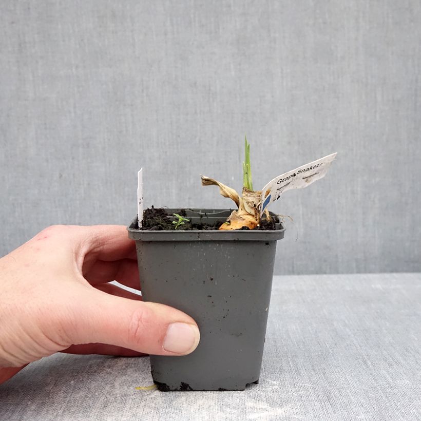 Exemplar von Iris Grape Snakez - Schwertlilie Kleine Töpfe von 8/9 cm wie im Winter geliefert