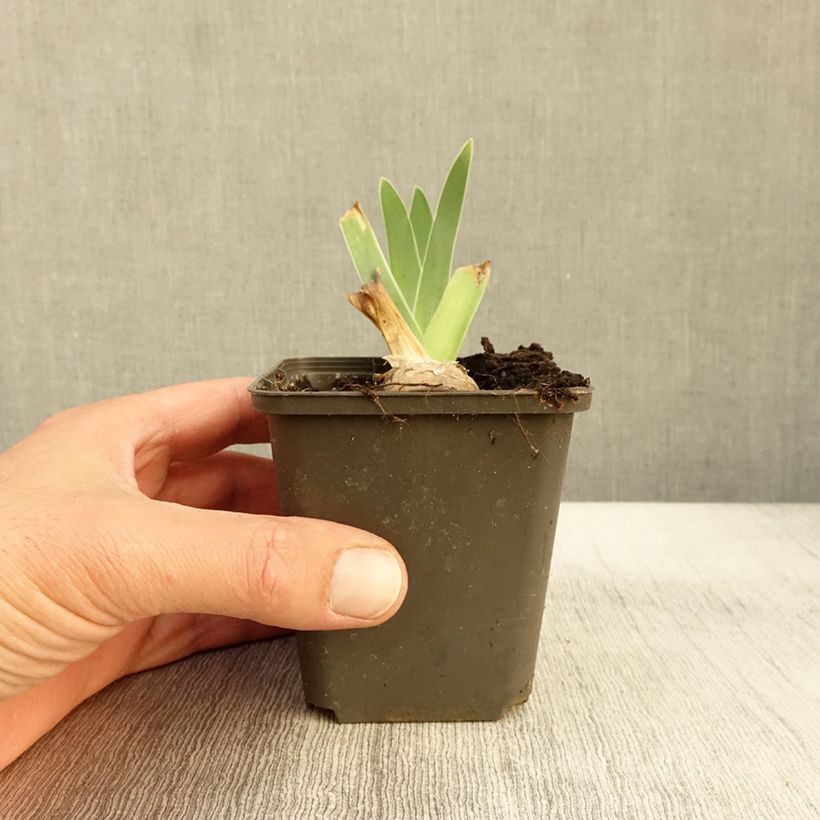 Exemplar von Iris germanica Guatemala - Iris des Jardins Godet de 8/9 cm wie im Herbst geliefert