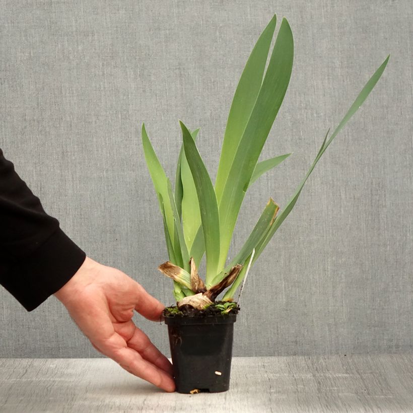 Example of Iris Guatemala - Schwertlilie Kleine Töpfe von 8/9 cm as you get in printemps