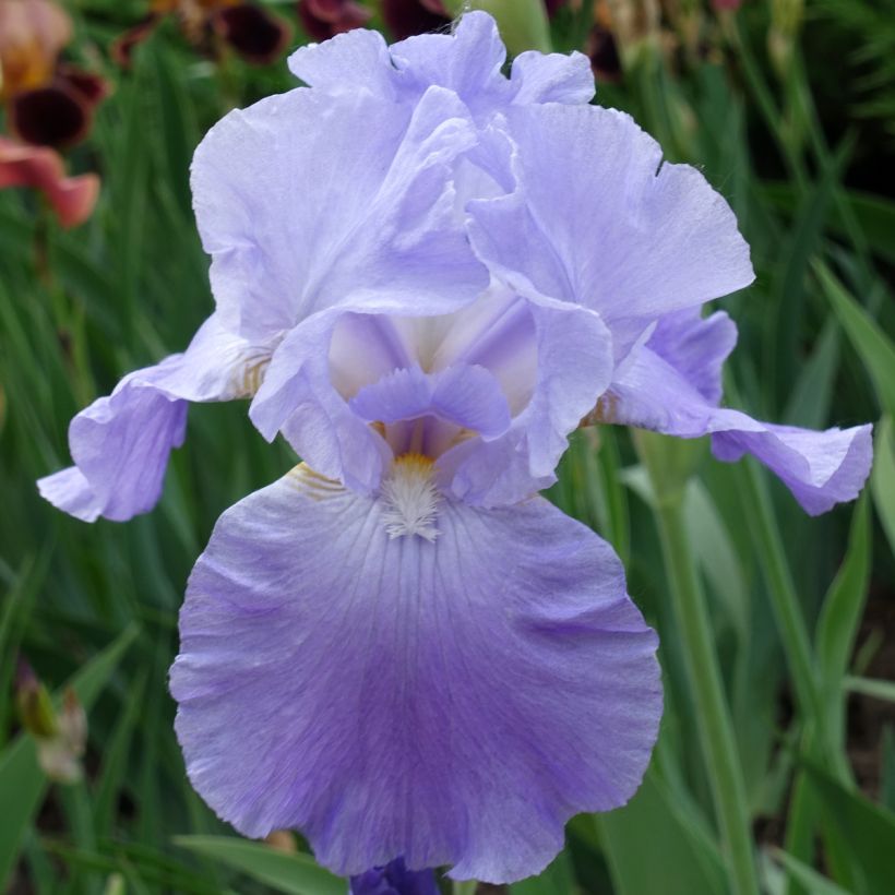 Iris Harbor Blue - Schwertlilie (Flowering)