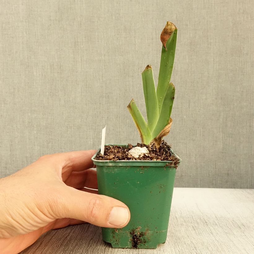 Exemplar von Iris germanica Harbor Blue - Iris des jardins Godet de 8/9 cm wie im Herbst geliefert