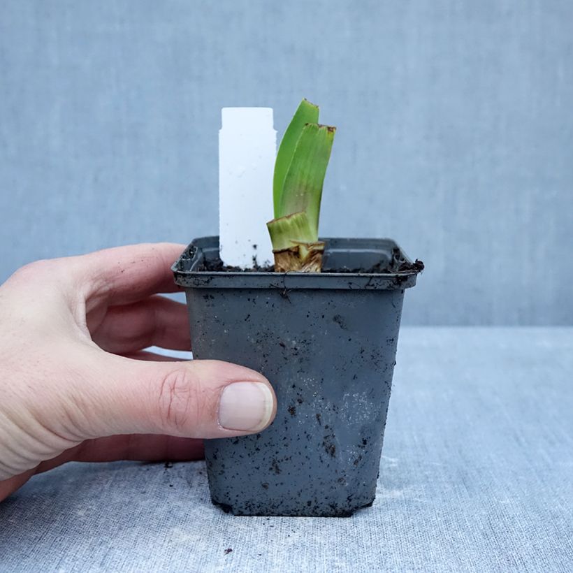 Example of Iris Harbor Blue - Schwertlilie Kleine Töpfe von 8/9 cm as you get in hiver