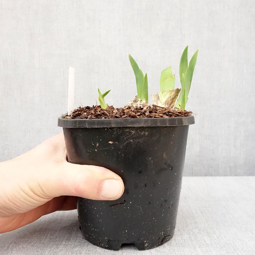 Exemplar von Iris germanica Harbor Blue - Iris des jardins Pot de 1,5L/2L wie im Winter geliefert