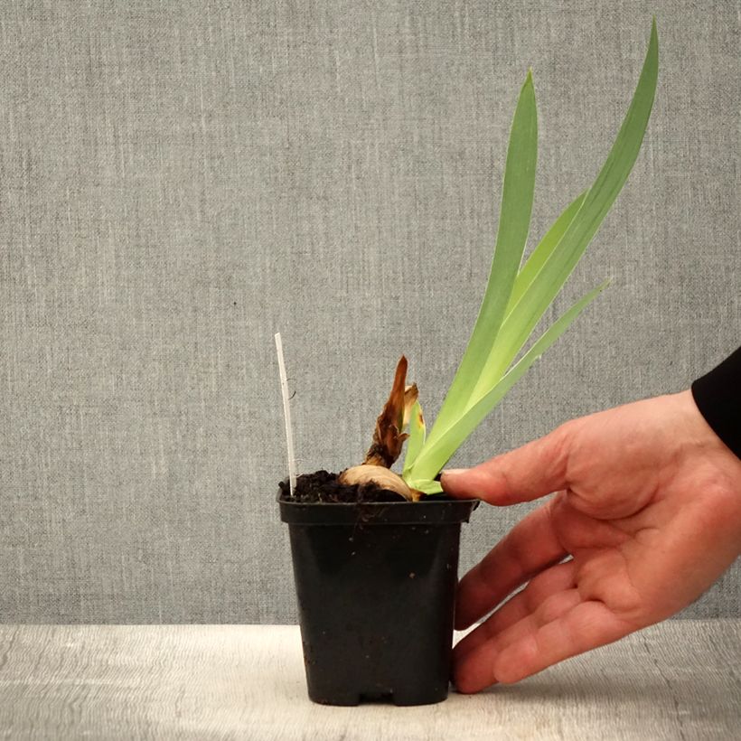 Example of Iris Haut les Voiles - Schwertlilie Kleine Töpfe von 8/9 cm as you get in printemps