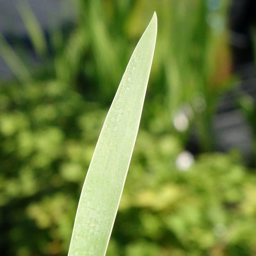 Iris Hello Darling - Schwertlilie (Laub)