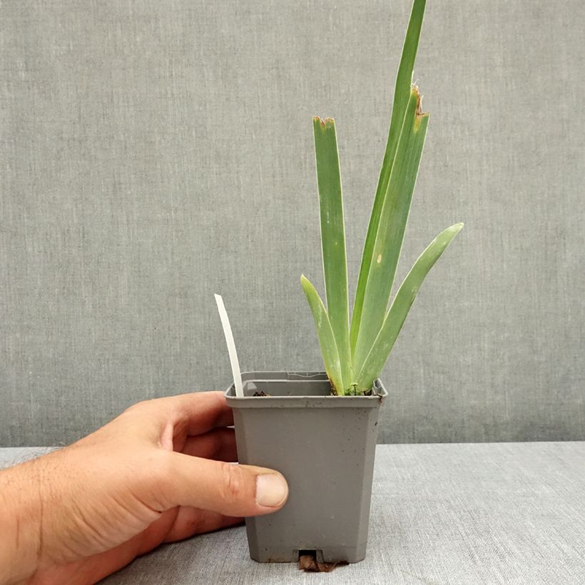 Exemplar von Iris Immortality - Schwertlilie Kleine Töpfe von 8/9 cm wie im Sommer geliefert