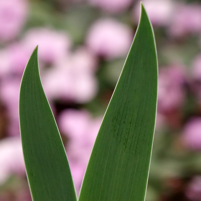 Iris Inferno - Schwertlilie (Laub)