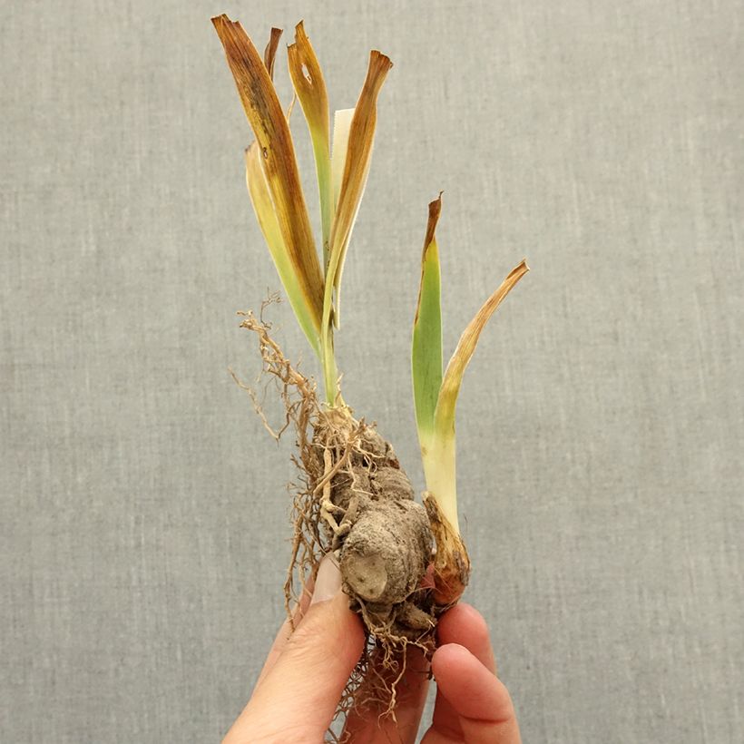 Exemplar von Iris Innocent Star - Schwertlilie Rhizom wie im Winter geliefert