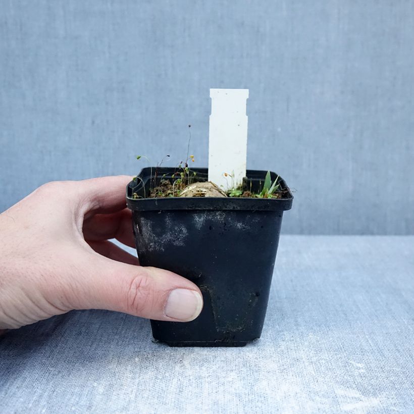 Exemplar von Iris Inviting - Schwertlilie Kleine Töpfe von 8/9 cm wie im Winter geliefert