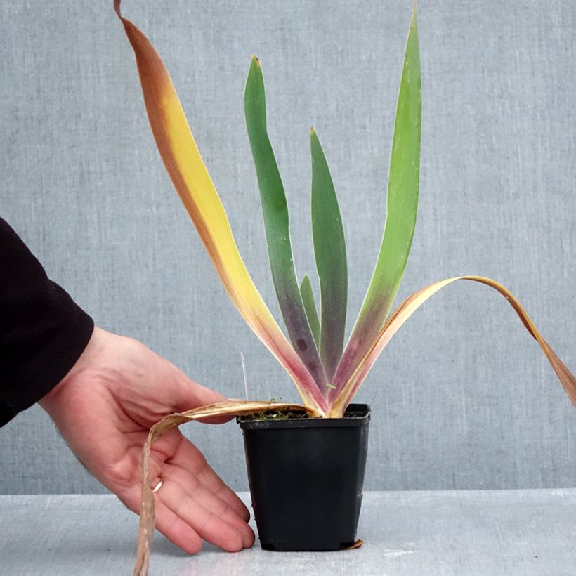Exemplar von Iris Irisades - Schwertlilie Kleine Töpfe von 8/9 cm wie im Herbst geliefert