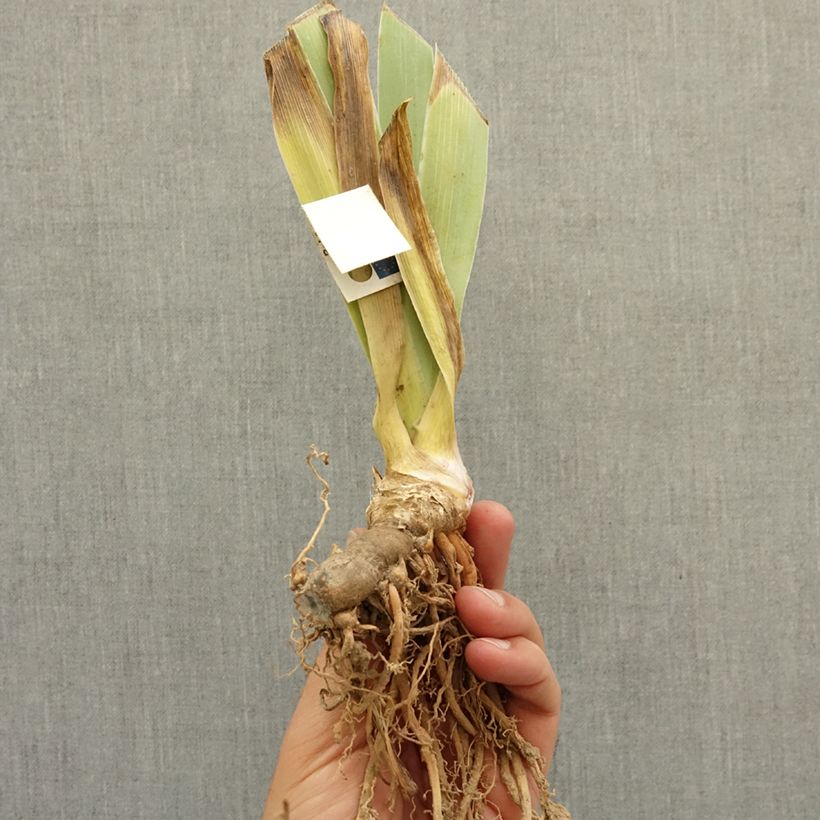 Exemplar von Iris It’s Amazing - Schwertlilie Rhizom wie im Winter geliefert