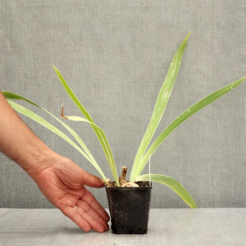 Exemplar von Iris Je Vole - Schwertlilie Kleine Töpfe von 8/9 cm wie im Sommer geliefert