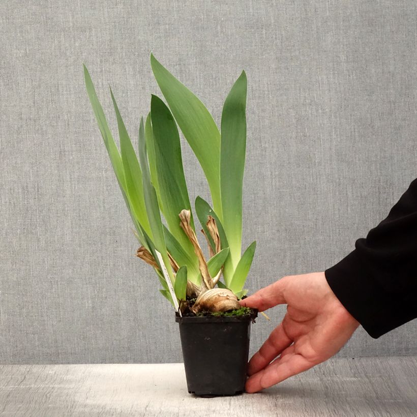 Exemplar von Iris Joyful Skies - Schwertlilie Kleine Töpfe von 8/9 cm wie im Frühjahr geliefert