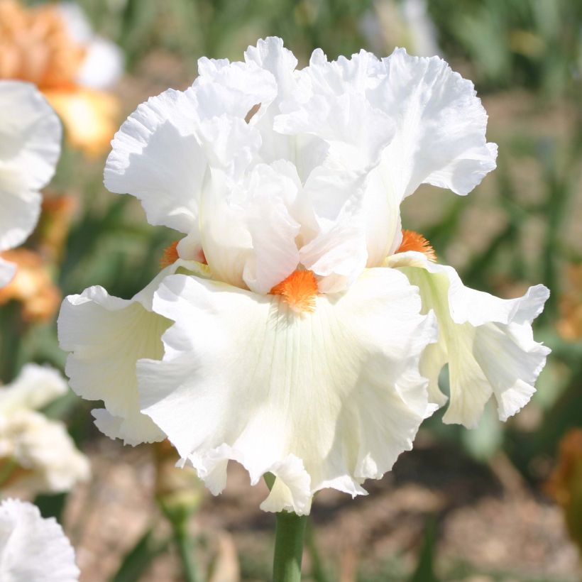 Iris Lark Ascending - Schwertlilie (Flowering)