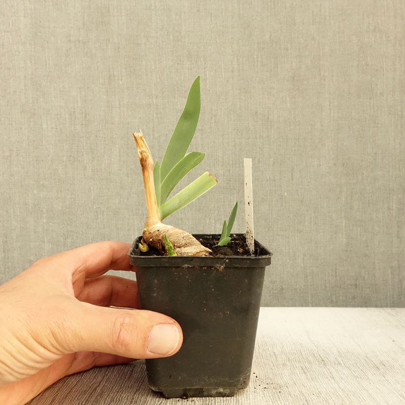 Exemplar von Iris germanica Lark Ascending Godet de 8/9 cm wie im Herbst geliefert
