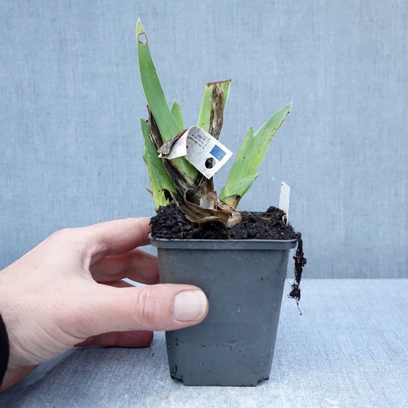 Exemplar von Iris Leonin - Schwertlilie Kleine Töpfe von 8/9 cm wie im Winter geliefert