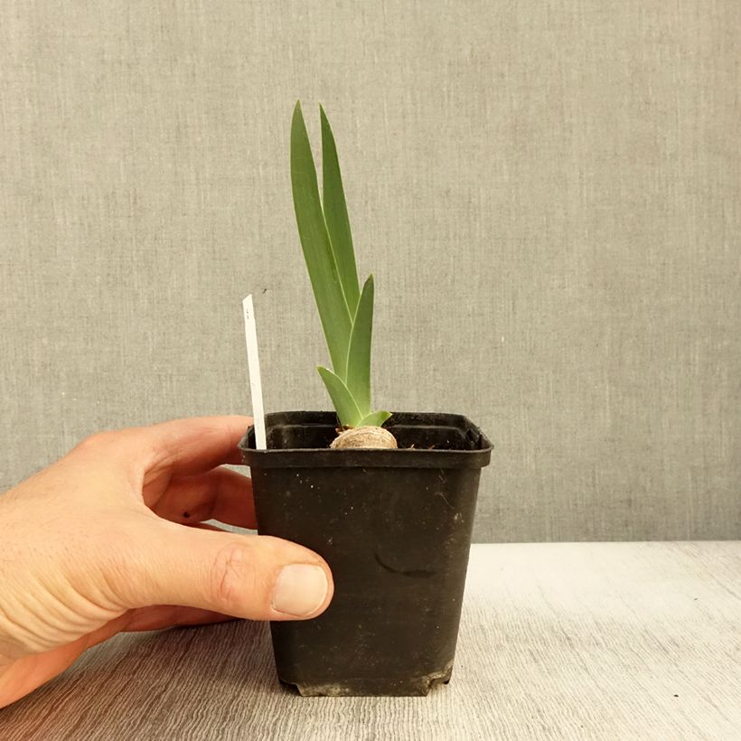 Exemplar von Iris germanica Lune et Soleil - Iris des Jardins Godet de 8/9 cm wie im Herbst geliefert