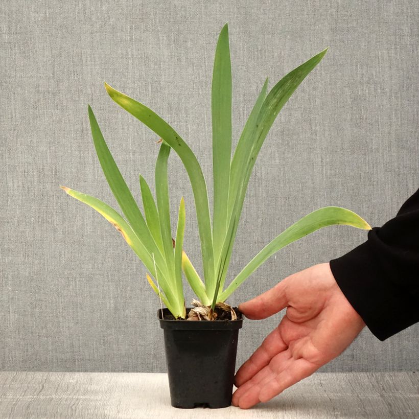 Exemplar von Iris Magnétisme - Schwertlilie Kleine Töpfe von 8/9 cm wie im Frühjahr geliefert