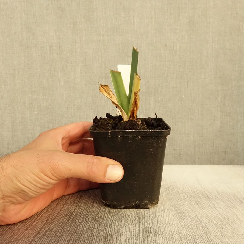 Exemplar von Iris germanica Marron Chaud - Iris des Jardins Godet de 8/9 cm wie im Herbst geliefert