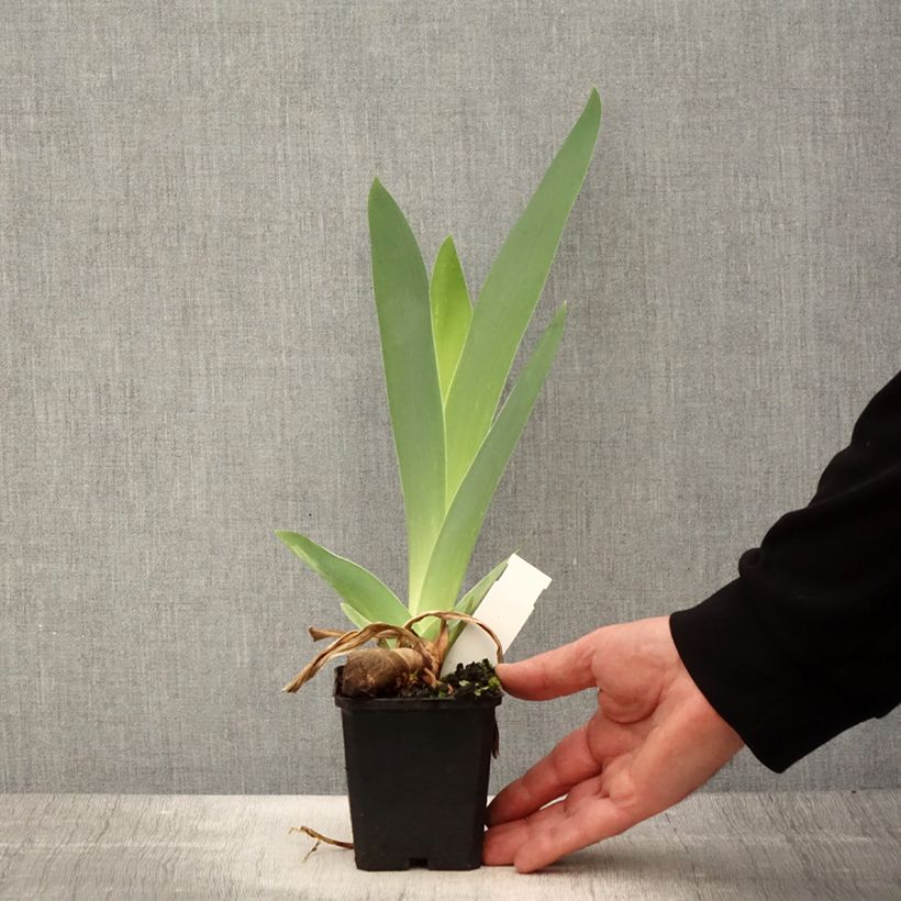 Example of Iris Mer du Sud - Schwertlilie Kleine Töpfe von 8/9 cm as you get in printemps