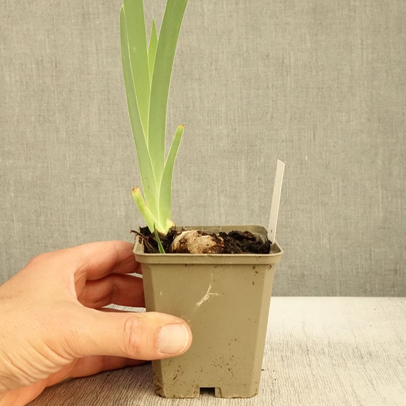 Exemplar von Iris germanica Morning Mail - Iris des Jardins Godet de 8/9 cm wie im Herbst geliefert
