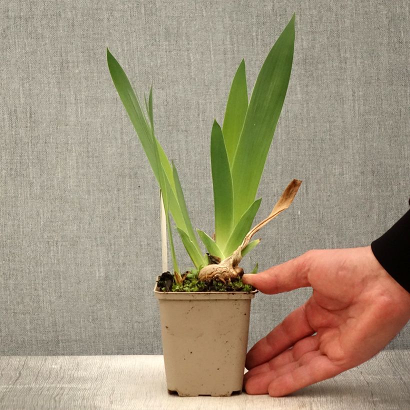 Example of Iris Naples - Schwertlilie Kleine Töpfe von 8/9 cm as you get in printemps