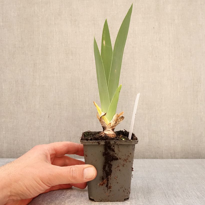 Exemplar von Iris Natchez Trace - Schwertlilie Kleine Töpfe von 8/9 cm wie im Frühjahr geliefert
