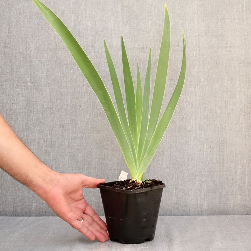 Exemplar von Iris Natchez Trace - Schwertlilie Topf mit 1,5L/2L wie im Sommer geliefert