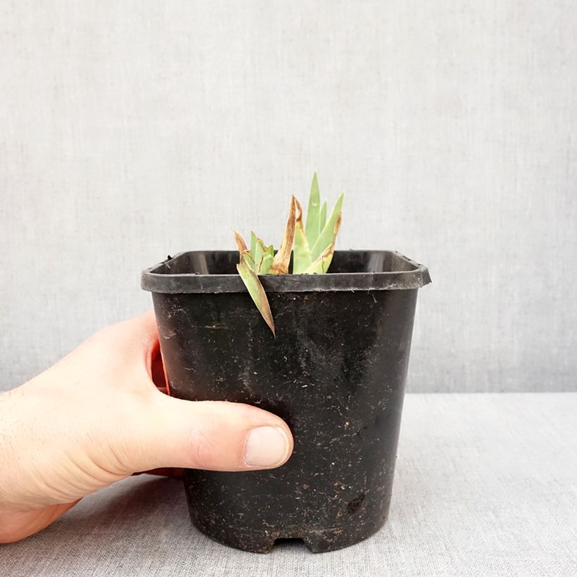 Exemplar von Iris germanica Natchez Trace - Iris des Jardins  Pot de 1,5L/2L wie im Winter geliefert