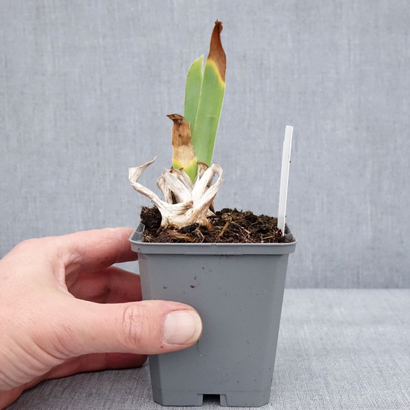 Example of Iris Natchez Trace - Schwertlilie Kleine Töpfe von 8/9 cm as you get in hiver