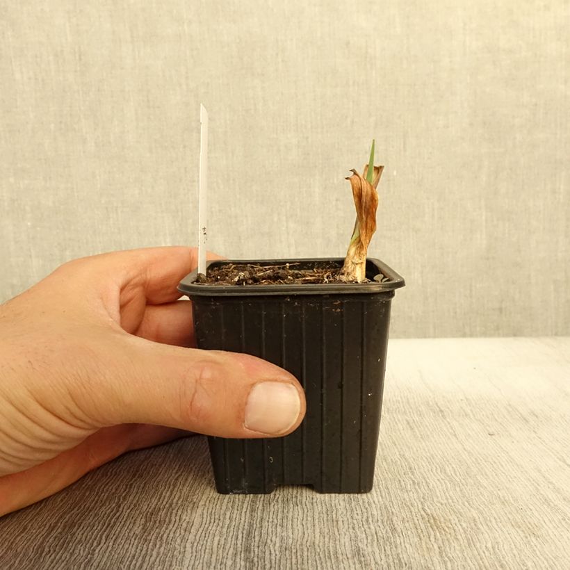 Exemplar von Iris germanica Night Edition Godet de 8/9 cm wie im Herbst geliefert
