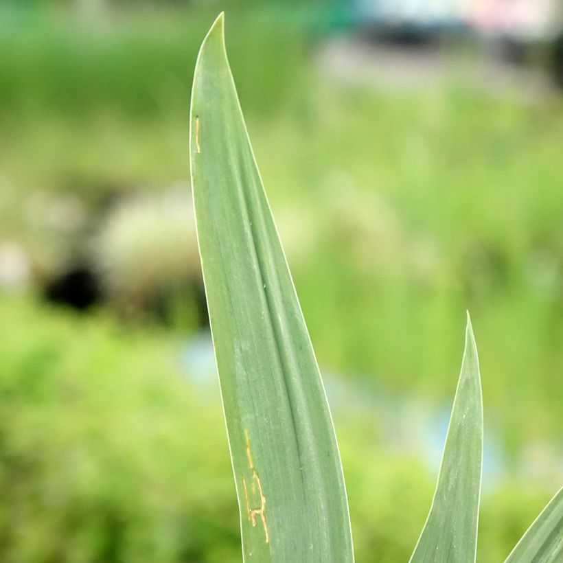 Iris Night Edition - Schwertlilie (Laub)