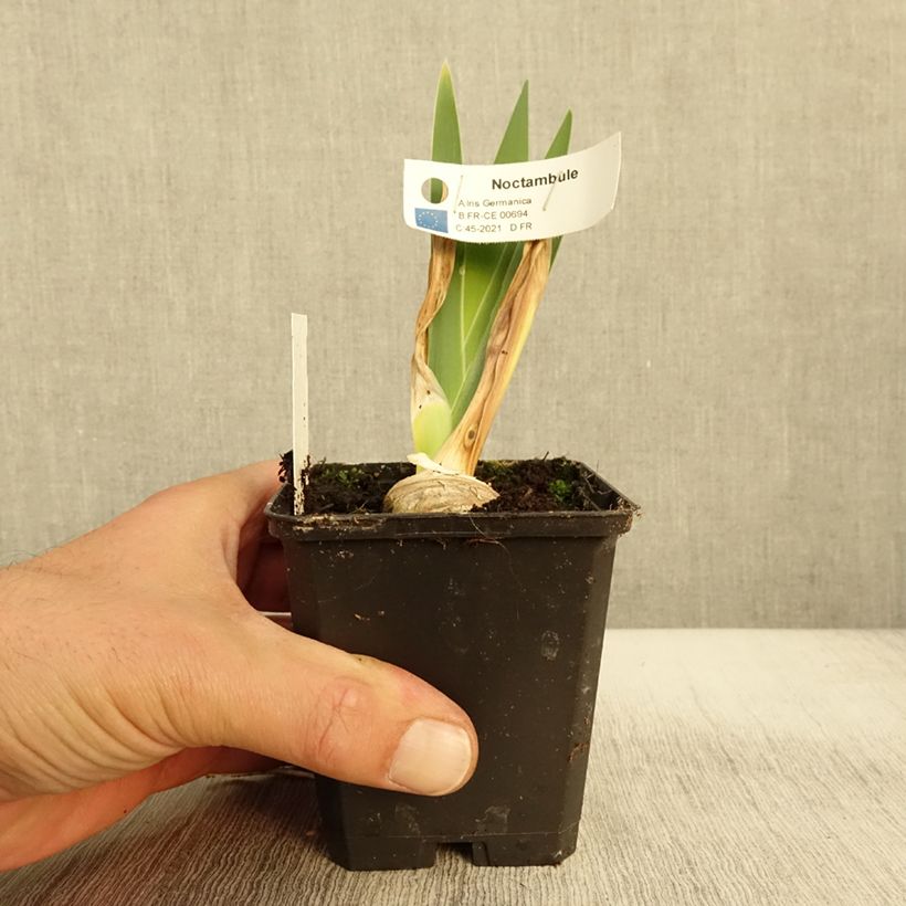 Exemplar von Iris germanica Noctambule - Iris des Jardins Godet de 8/9 cm wie im Herbst geliefert
