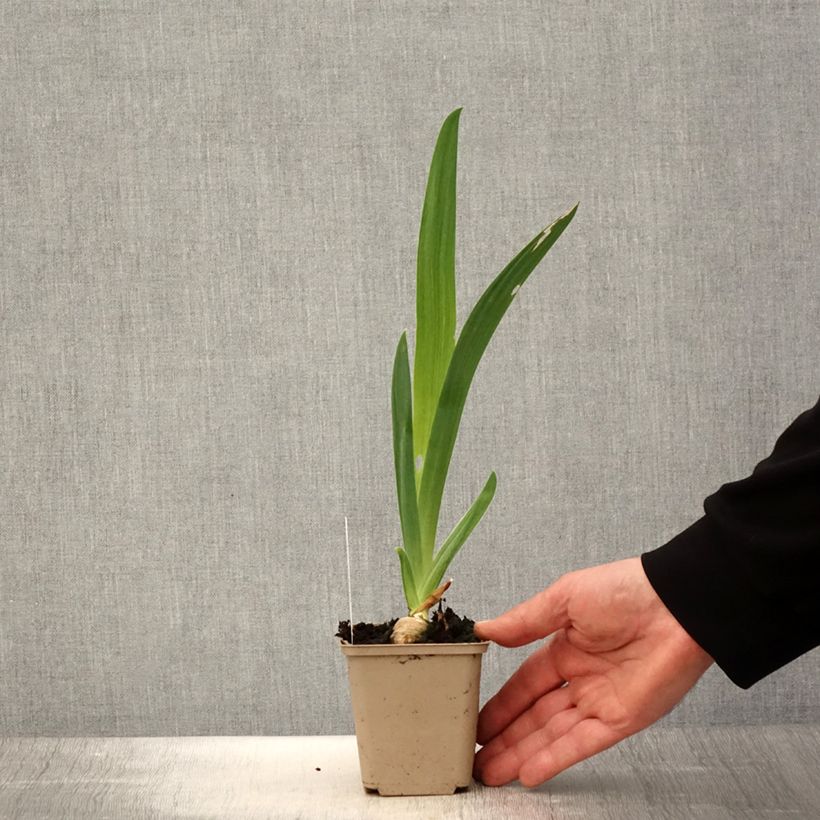 Example of Iris Noctambule - Schwertlilie Kleine Töpfe von 8/9 cm as you get in printemps