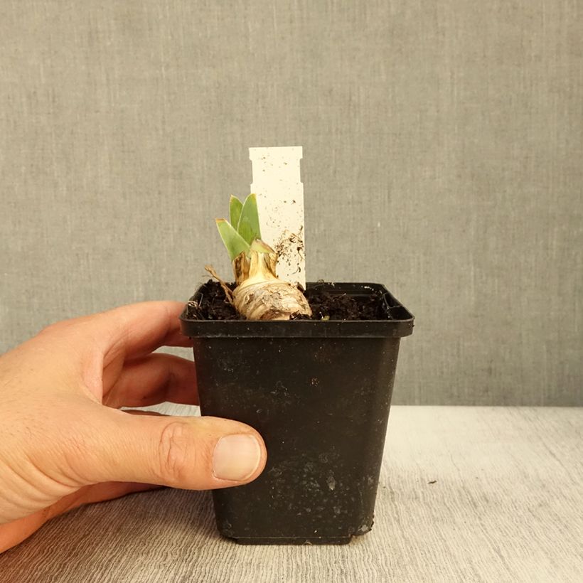 Exemplar von Iris germanica On The Move - Iris des Jardins Godet de 8/9 cm wie im Herbst geliefert