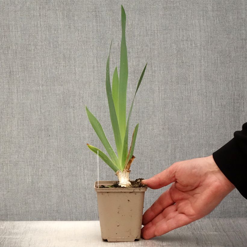 Example of Iris Pinnacle - Schwertlilie Kleine Töpfe von 8/9 cm as you get in printemps